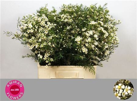 Chame Un Wedding Day