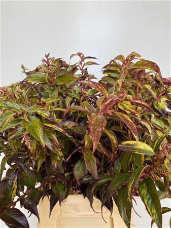 Leucothoe Walteri Rainbow