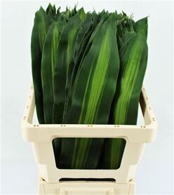 Drac Massangeana Bont 72cm