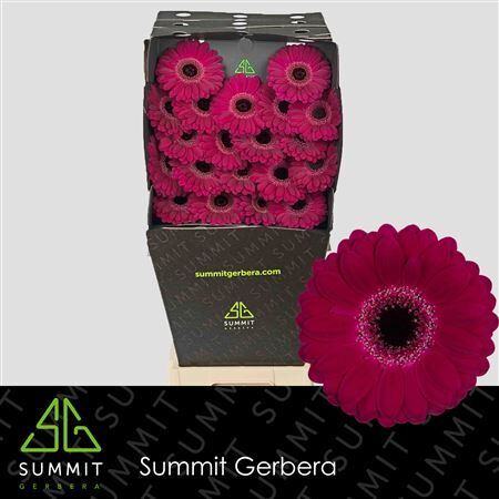 Ge Mi Platini+ Diamond