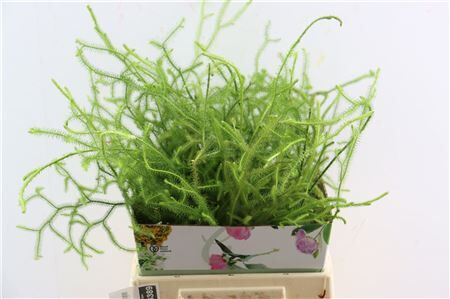 Lycopodium Vine
