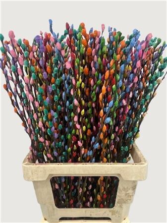 Salix Wilgenkatjes Rainbow 70cm P Stem
