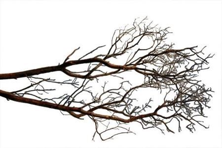 Branch Manzanita H90