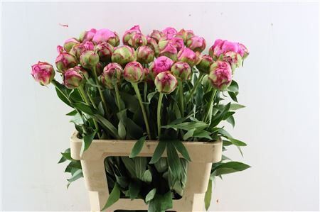 Paeo L Dr Alexander Fleming