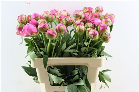 Paeo L Dr Alexander Fleming