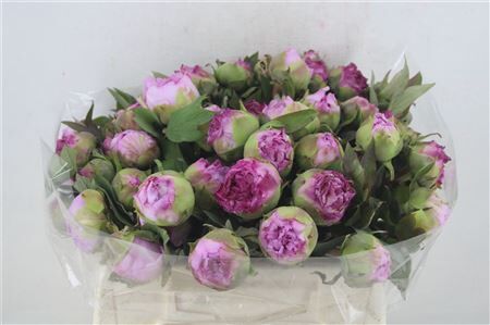 Paeo L Boom Roze P Stem