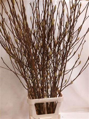 Magnolia Liliflora Nigra P Stem