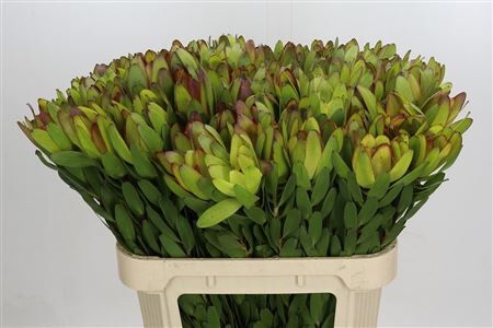 Leucadendron Goldstrike