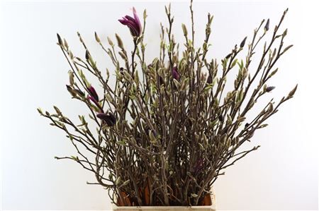 Magnolia Liliflora Nigra P Stem