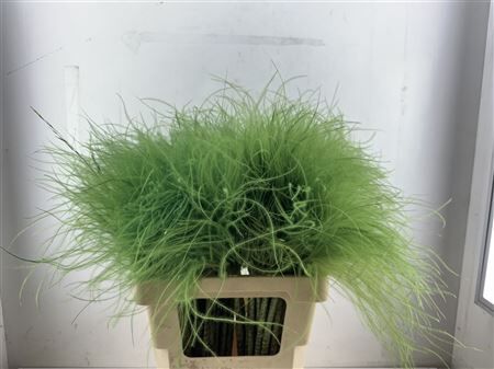 Dried Stypha Penata Applegreen(10 Toef) Bunch