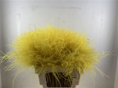 Dried Stypha Penata Yellow10 Toef) Bunch