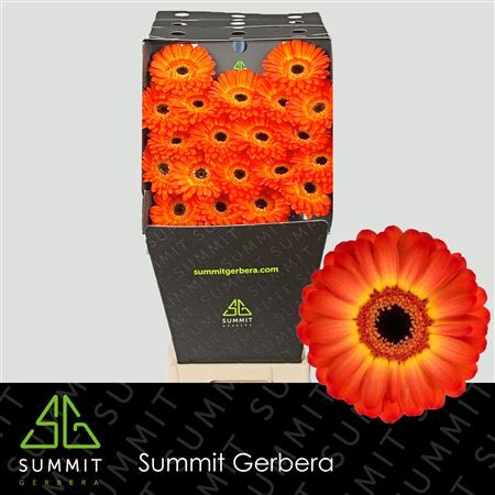 Ge Mi Flamazing Diamond