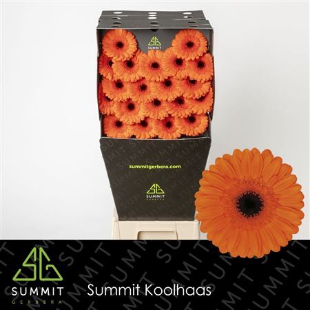 Ge Mi Caramba Diamond