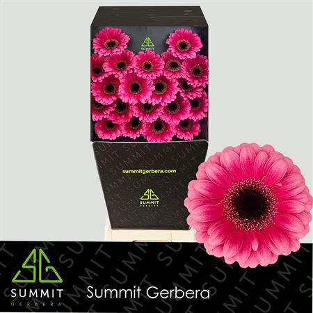 Ge Mi Amelie Diamond