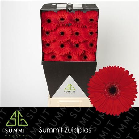 Ge Gr Blinddate Diamond