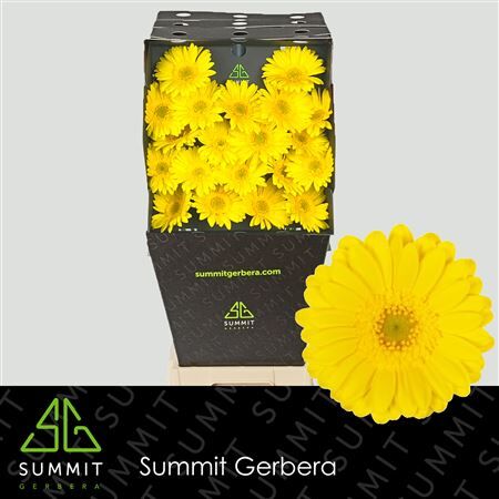 Ge Mi Moreno Diamond