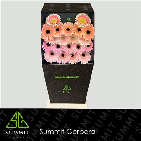 Ge Mi Mixed Cream Diamond Diamond