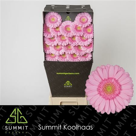 Ge Mi Kimsey Diamond