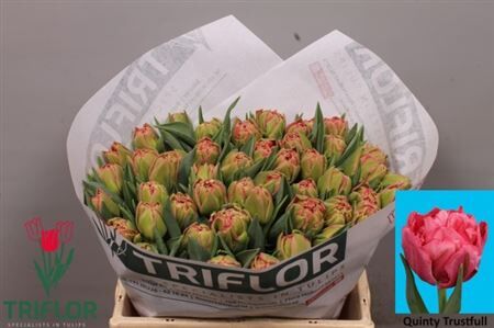 Tu Du Quin Trustfull