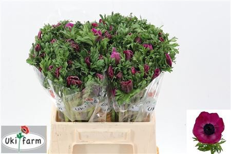 Anem Co Galil Purper