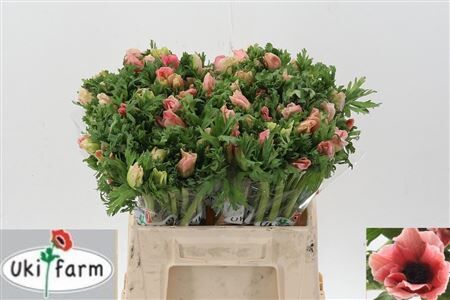 Anem Co Carmel Barbi