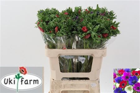 Anem Gal Gemengd In De Bos