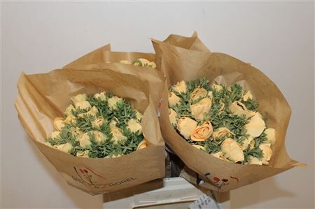 Anem Marianne Powder Abricot