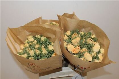 Anem Marianne Powder Abricot