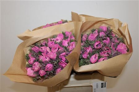 Anem Marianne Powder Fuchsia