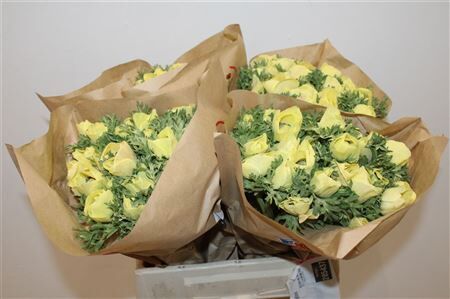 Anem Marianne Powder Yellow