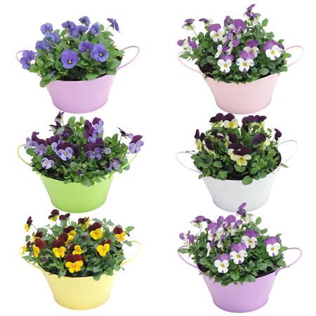 (0002) Viola Cornuta In Zinken Scha