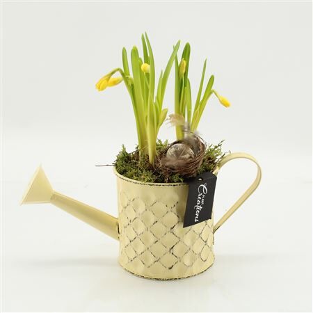 Arr Narcis Easter Gieter