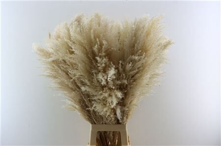 Dried Cortaderia Naturel Extra 100cm P/st