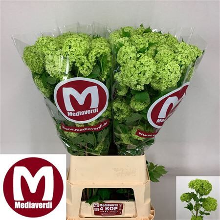 Viburnum Roseum St 4