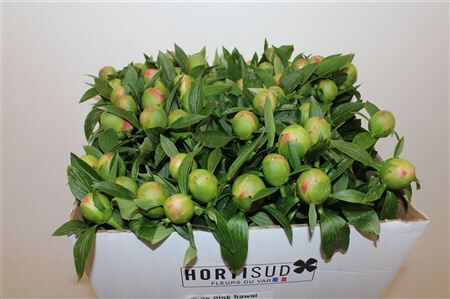 Paeo L Pink Hawaiian Coral