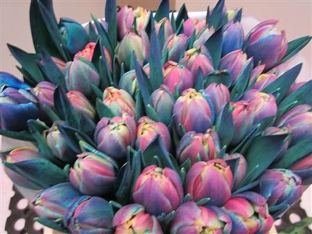 Tulp G Du Licht Blauw