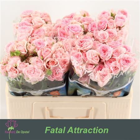 R Tr Fatal Attraction