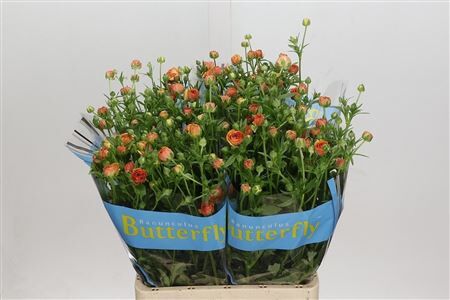 Ran Butterf Vestalis