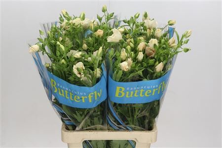 Ran Butterfly Meliss