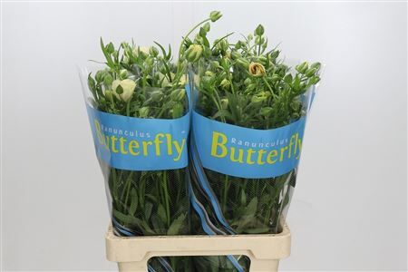 Ran Butterfly Keramo