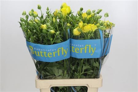 Ran Butterfly Artemi