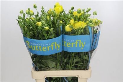 Ran Butterfly Artemi