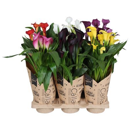 Calla P13 Mix Krafthoes