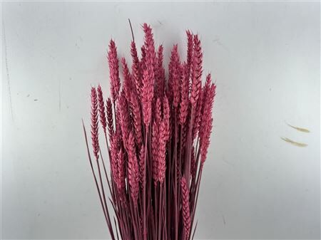 Dried Triticum X5 Cerise Bunch