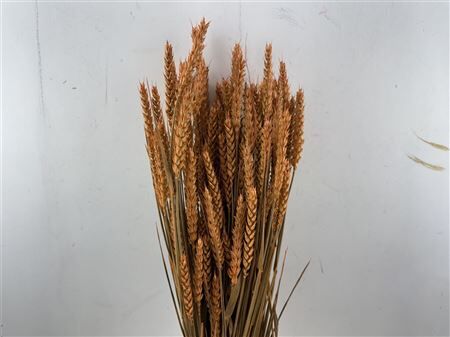 Dried Triticum X5 Frosted Orange Bunch