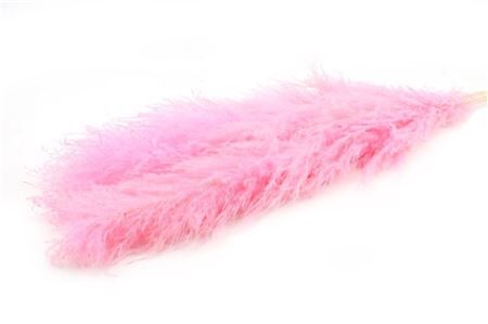 Dried Cortaderia Dadang Lilac 140cm P Stem