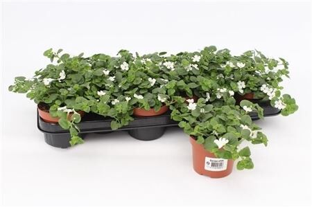 Bacopa Sutera White Showers