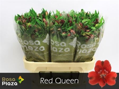 Alstr Red Queen Ethiopie