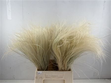 Dried Stypha Penata Natural (10 Toef) Bunch