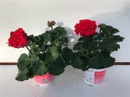 Pel Zon Savannha Red